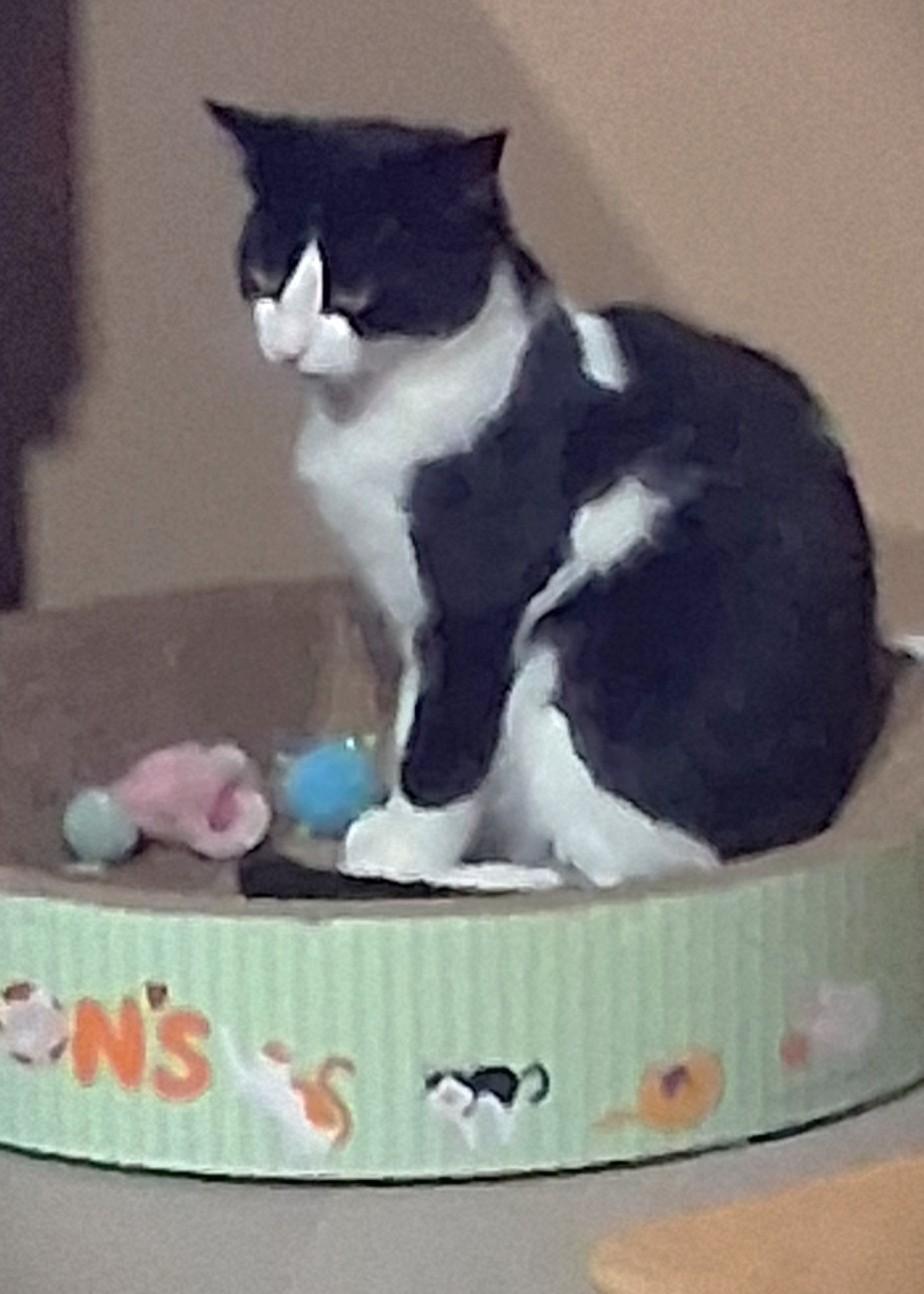Missy, a ADOPTABLE Domestic Short Hair in Stoney Creek, ON image 4/4
