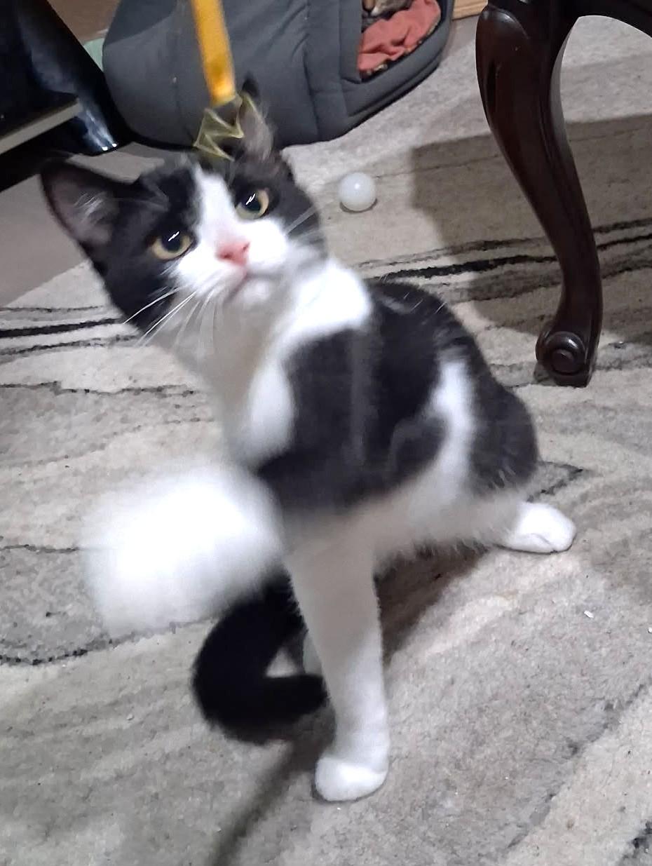 Missy, a ADOPTABLE Domestic Short Hair in Stoney Creek, ON image 2/4