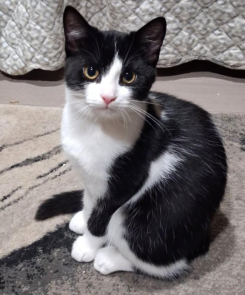 Missy, a ADOPTABLE Domestic Short Hair in Stoney Creek, ON image 1/4