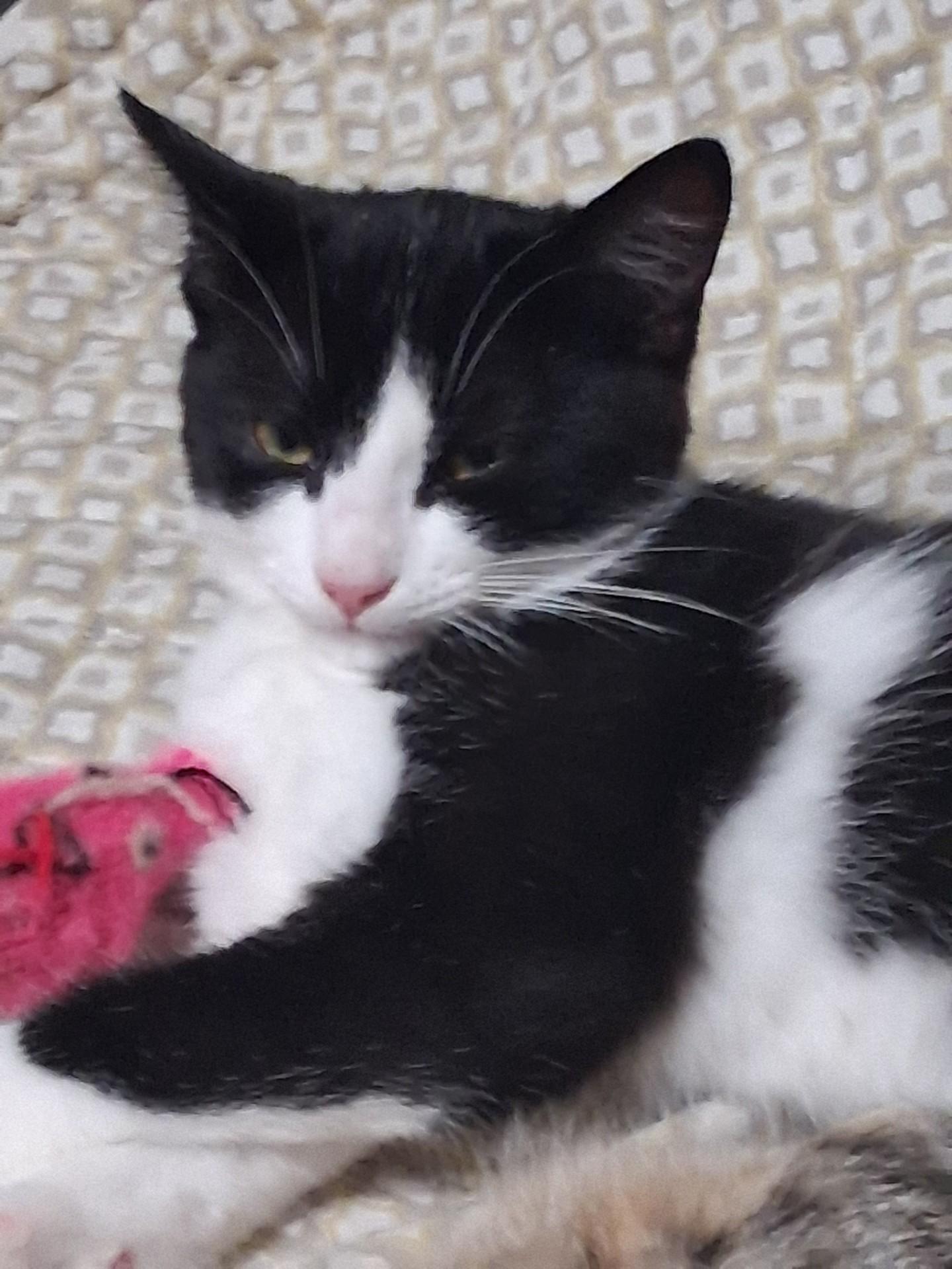 Missy, a ADOPTABLE Domestic Short Hair in Stoney Creek, ON image 3/4