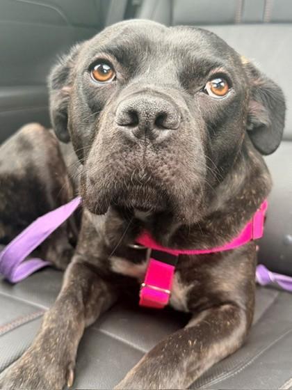 Lulusia, Adoptable, Adult Female Mixed Breed & Mixed Breed.