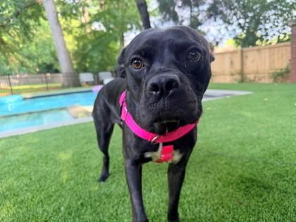 Enlarge Lulusia, a Adoptable Mixed Breed in Chamblee, GA image 1/3