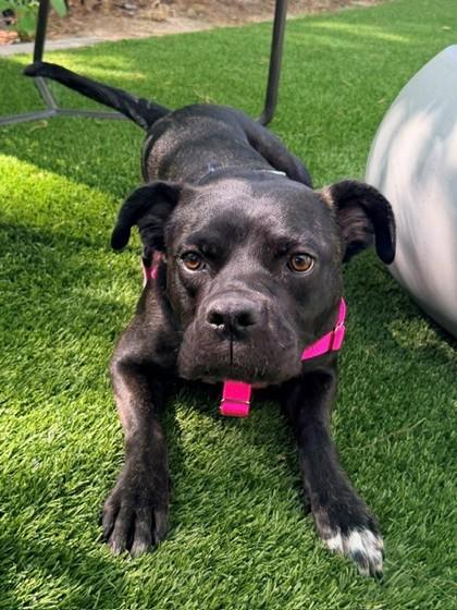 Enlarge Lulusia, a Adoptable Mixed Breed in Chamblee, GA image 3/3