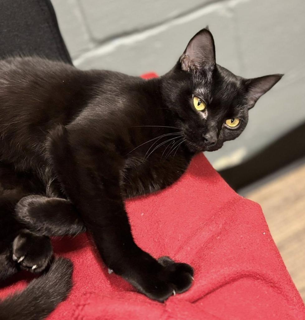 Sidney, Adoptable, Young Male Domestic Short Hair.