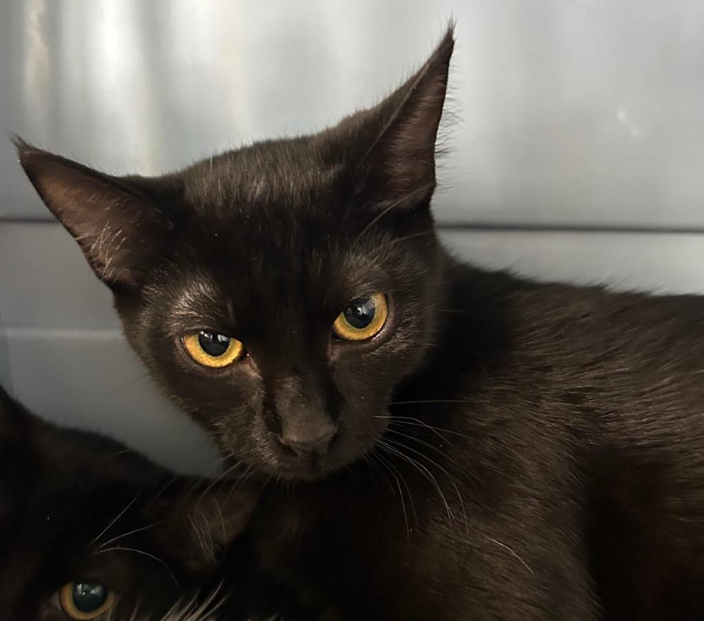 Sidney, Adoptable, Young Male Domestic Short Hair.