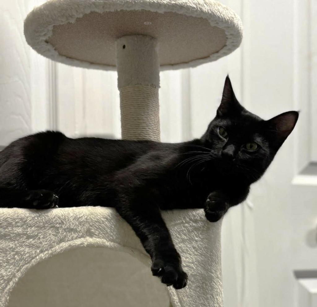 Enlarge Sidney, a Adoptable mixed breed in Cumming, GA image 3/3