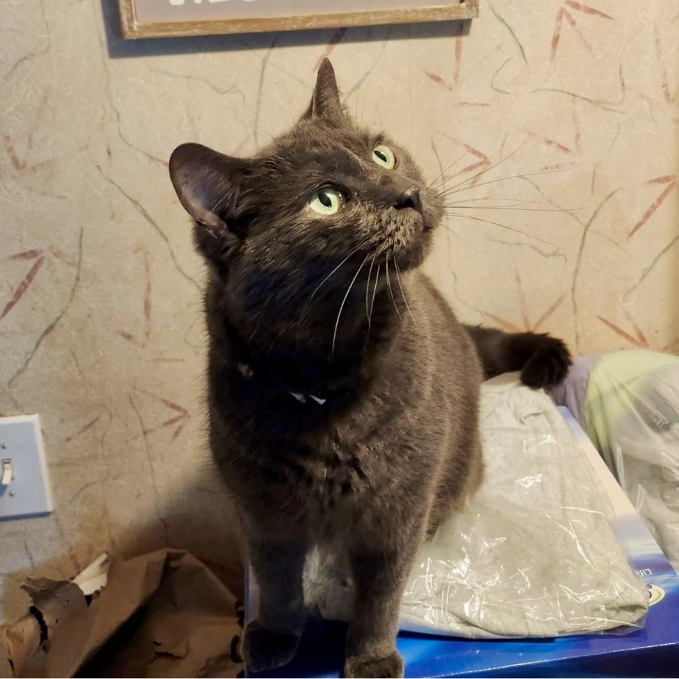 Jasper, a Adoptable Domestic Short Hair in Lake Geneva, WI image 1/5