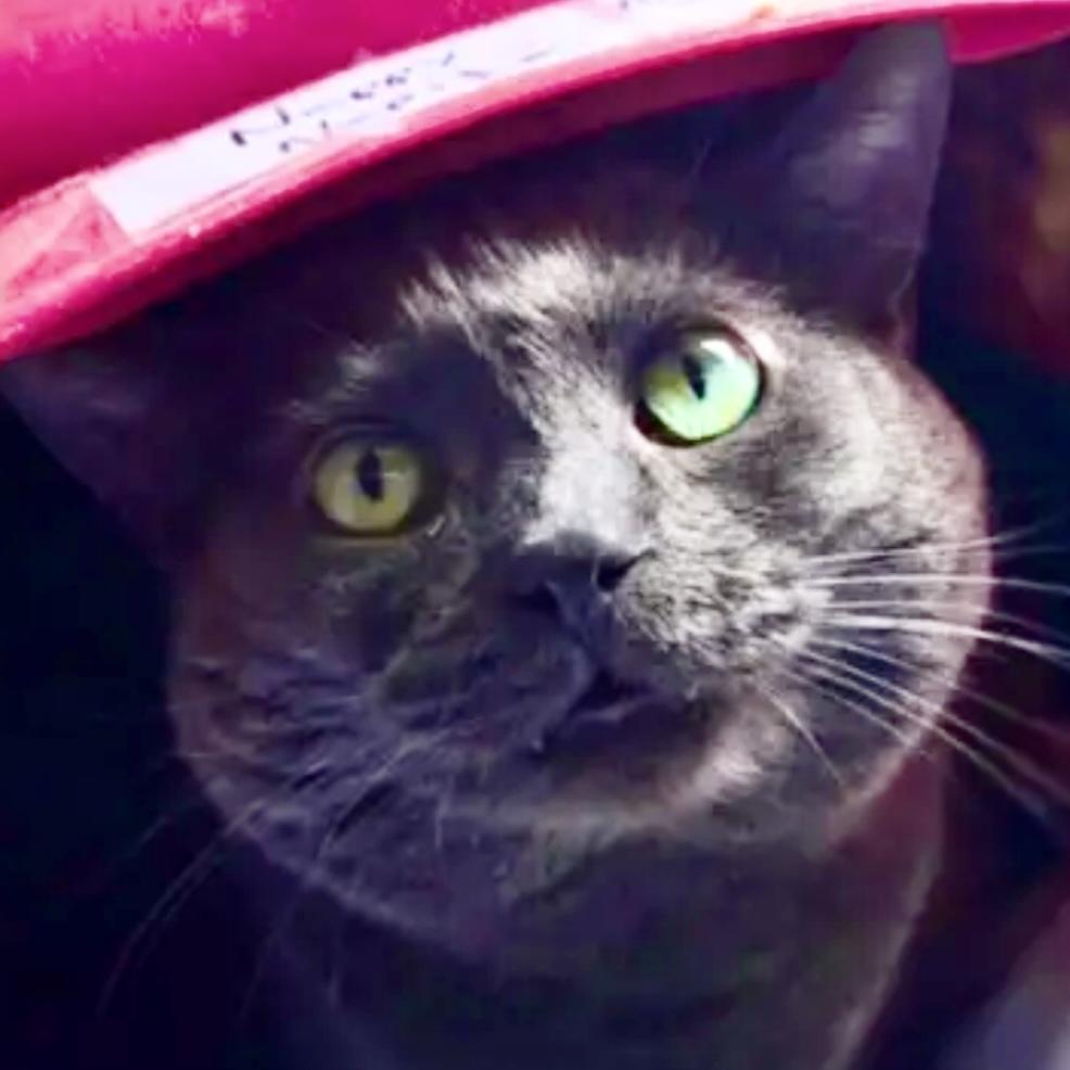 Jasper, a Adoptable Domestic Short Hair in Lake Geneva, WI image 3/5