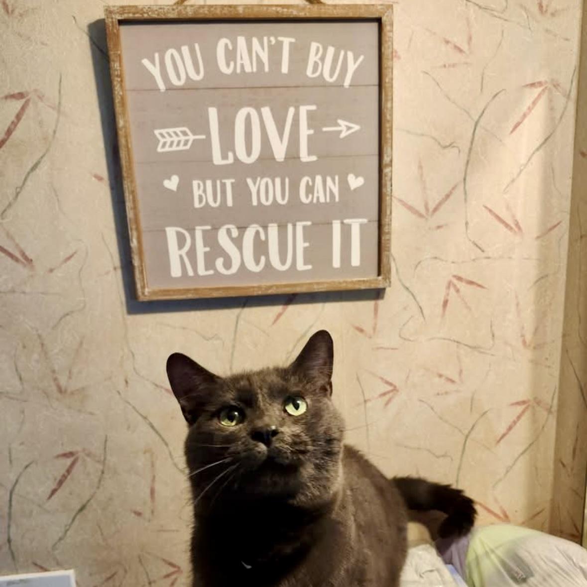 Jasper, a Adoptable Domestic Short Hair in Lake Geneva, WI image 4/5