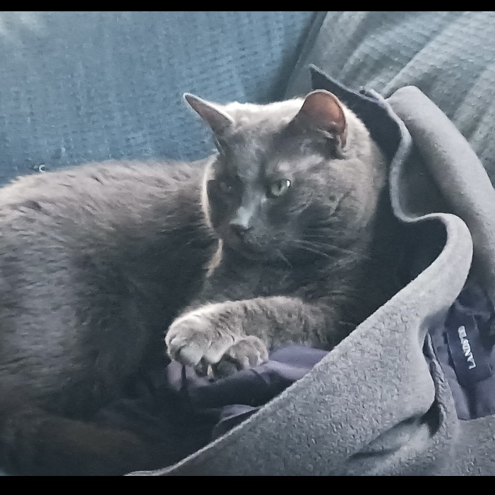 Jasper, a Adoptable Domestic Short Hair in Lake Geneva, WI image 5/5