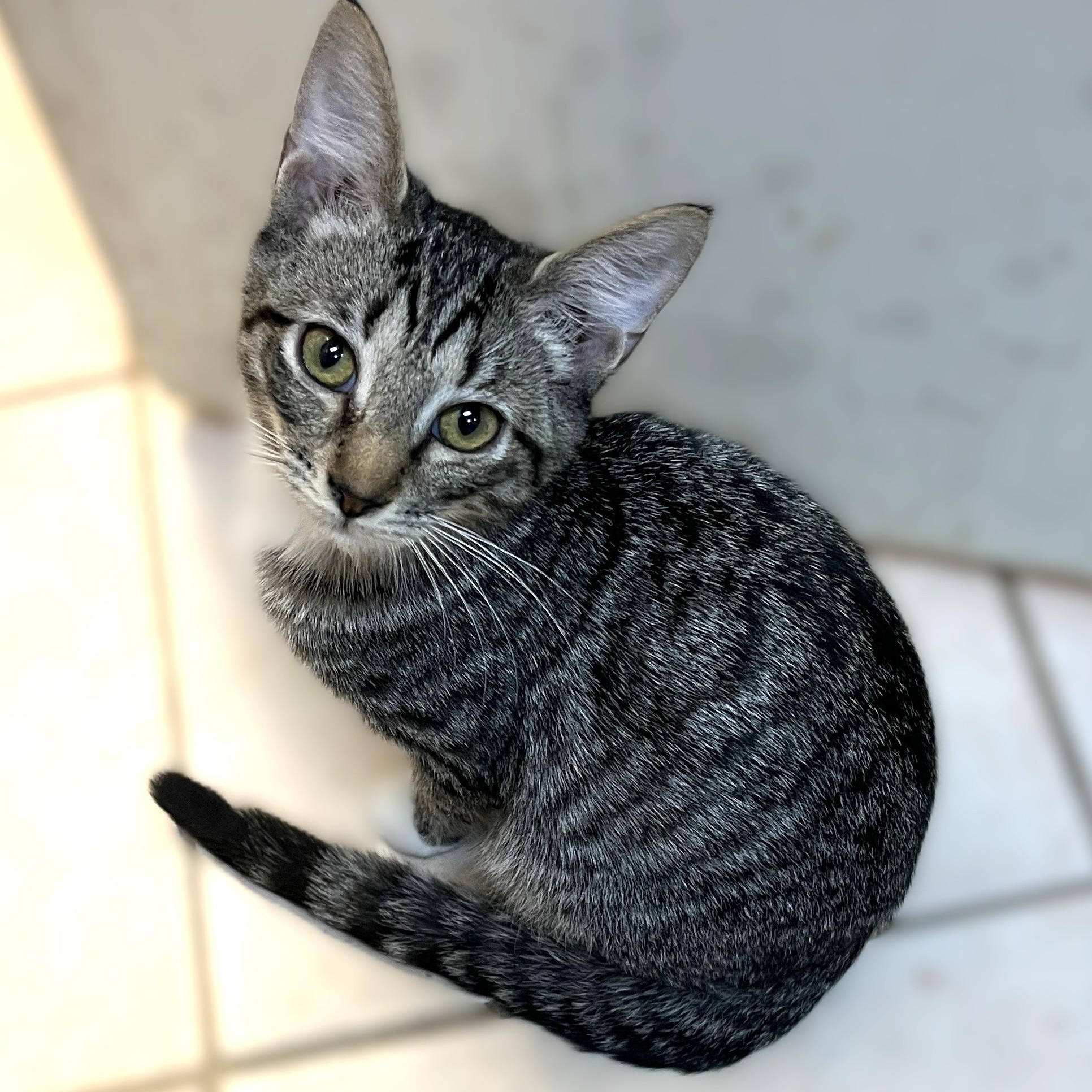 Maverick, a Adoptable Domestic Short Hair in Shingletown, CA image 5/6