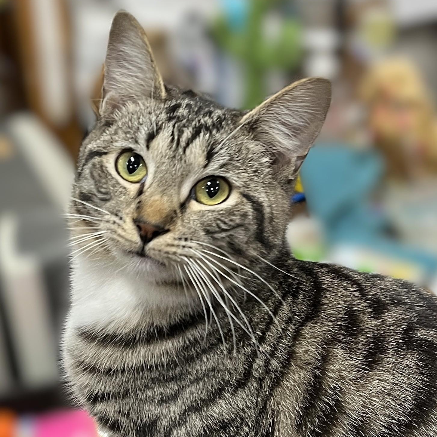 Maverick, Adoptable, Young Male Domestic Short Hair.