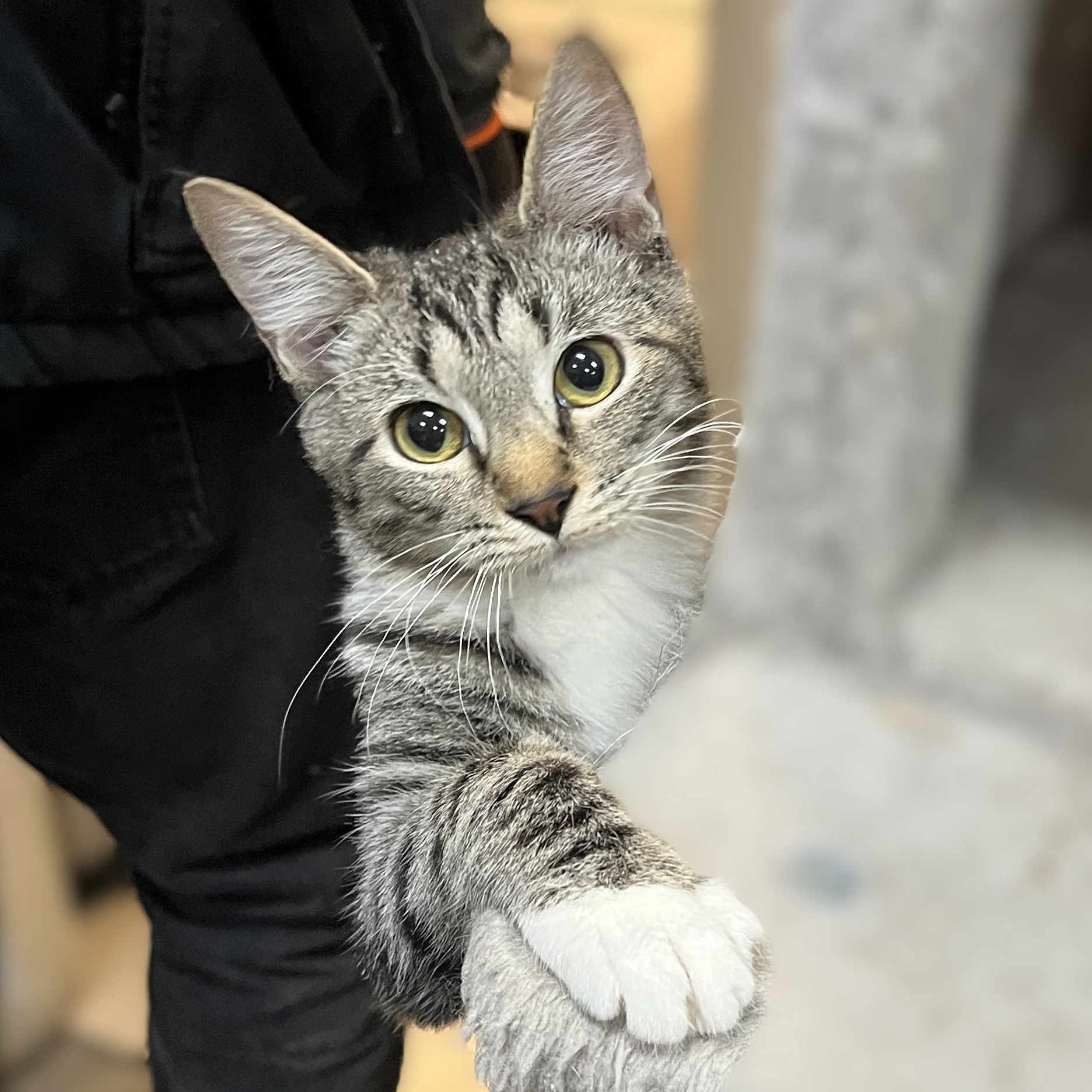 Maverick, a Adoptable Domestic Short Hair in Shingletown, CA image 1/6