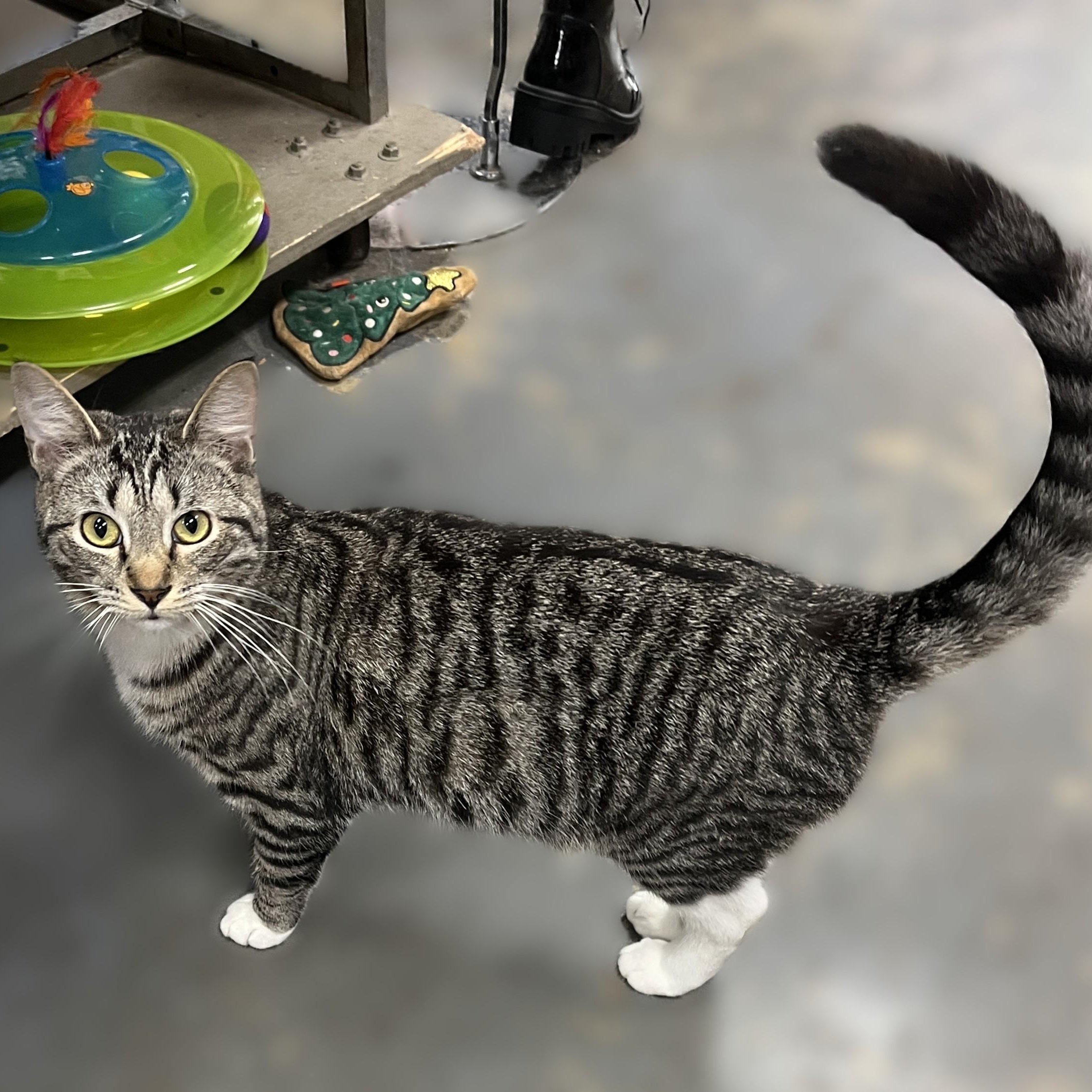 Enlarge Maverick, a Adoptable Domestic Short Hair in Shingletown, CA image 5/6