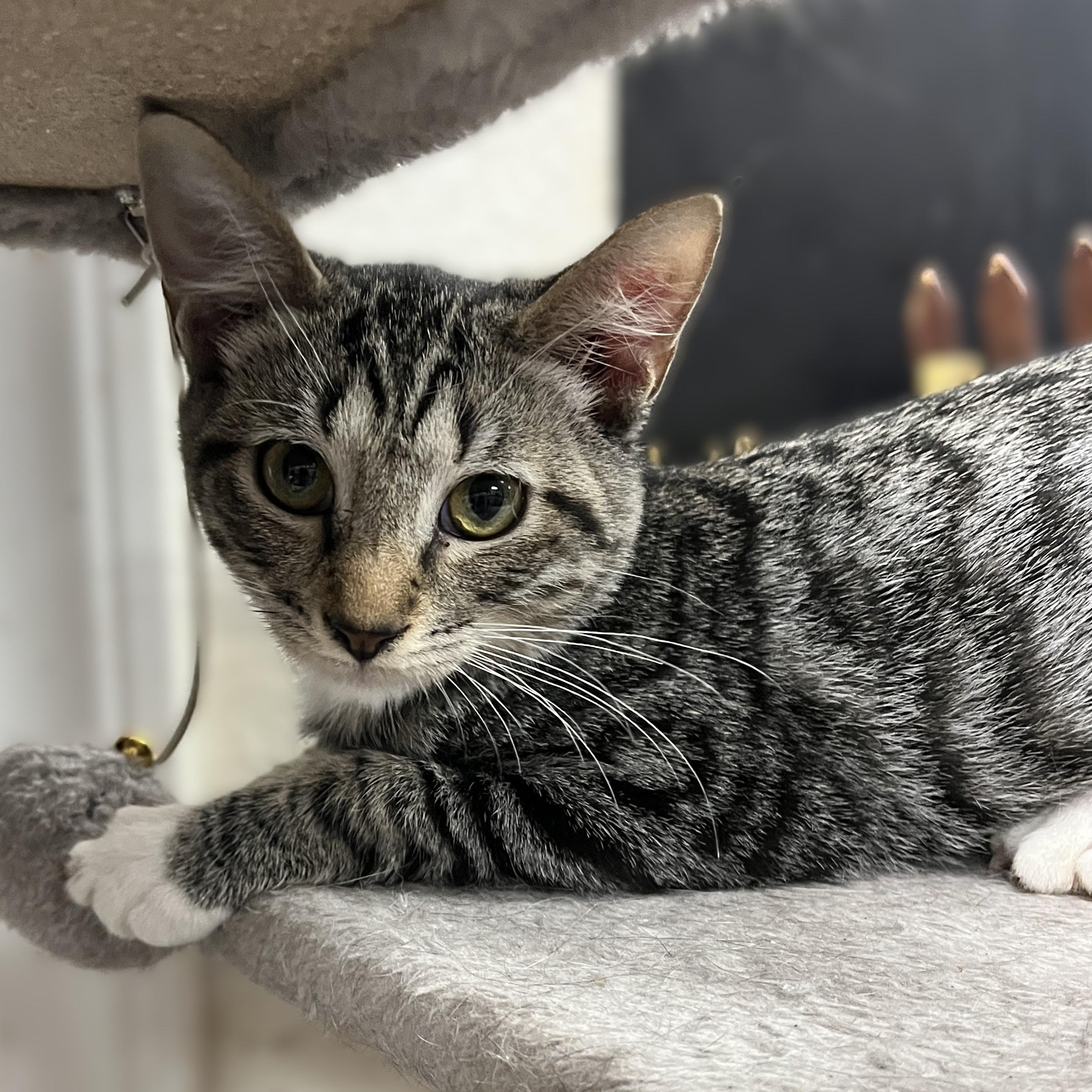 Maverick, a Adoptable Domestic Short Hair in Shingletown, CA image 2/6