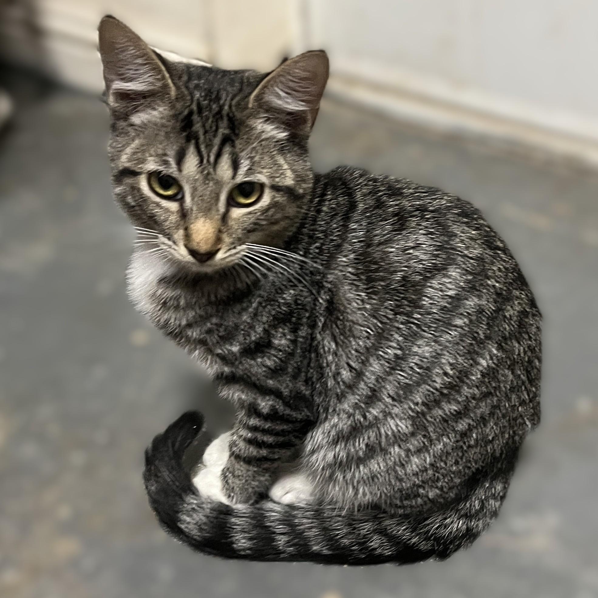Maverick, a Adoptable Domestic Short Hair in Shingletown, CA image 6/6