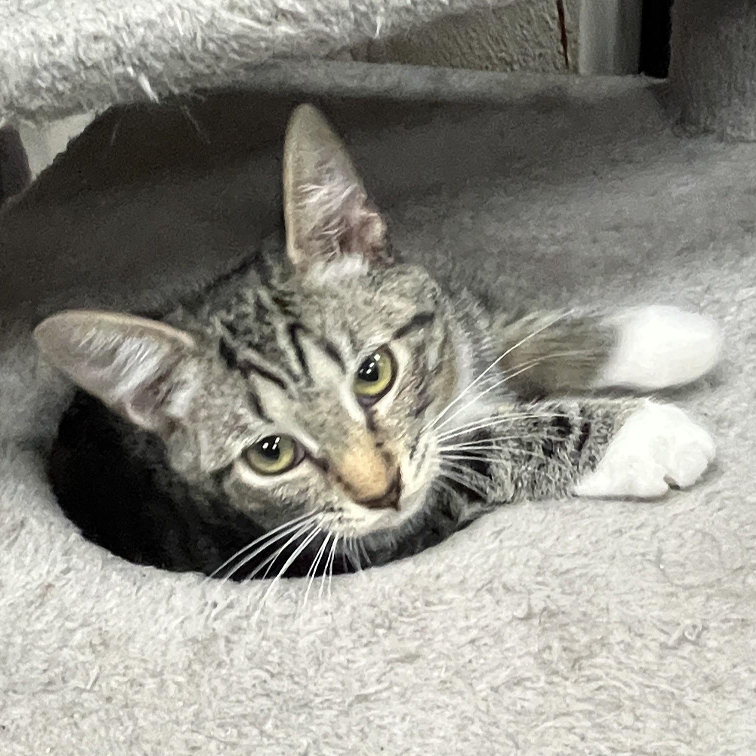 Maverick, a Adoptable Domestic Short Hair in Shingletown, CA image 4/6