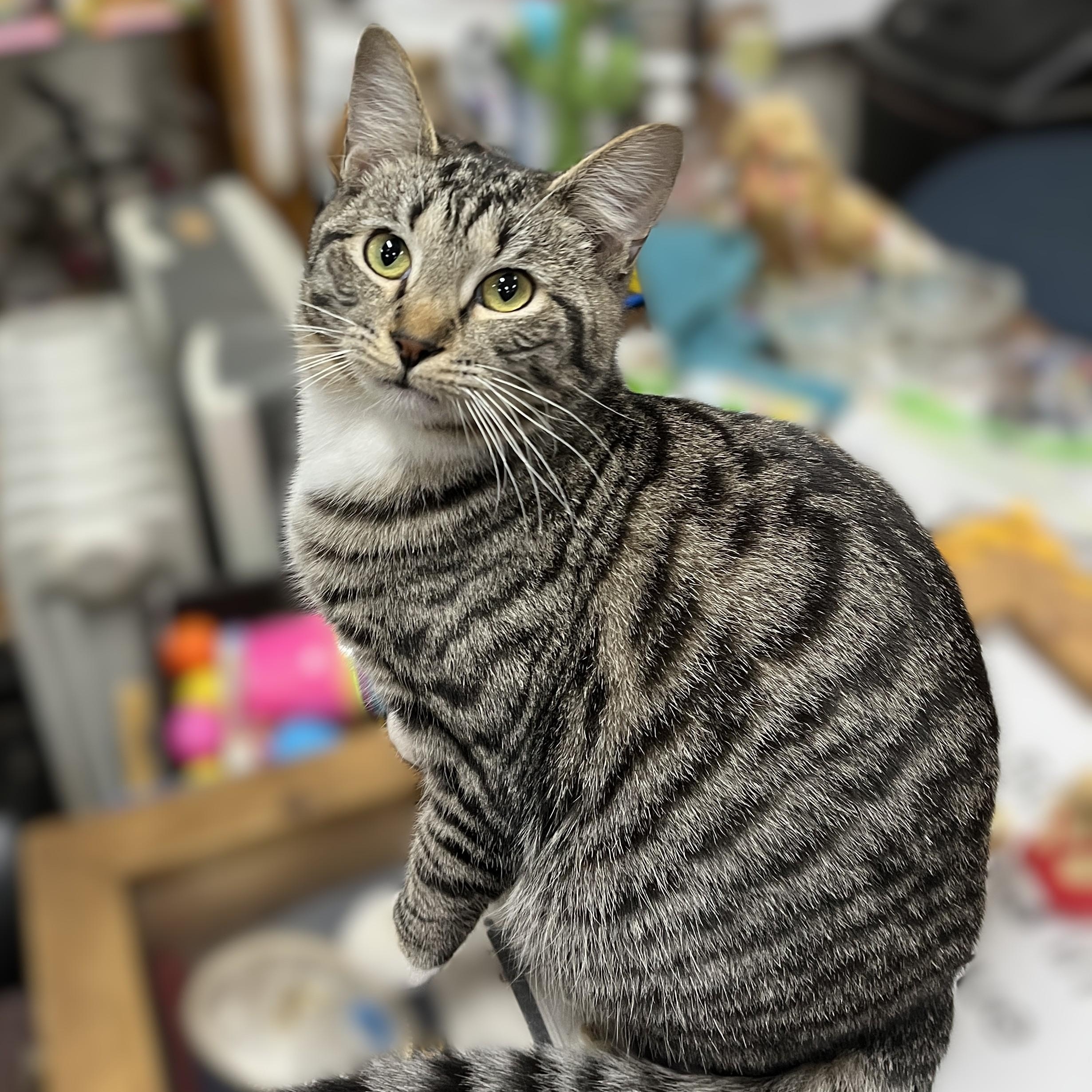 Maverick, Adoptable, Kitten Male Domestic Short Hair.