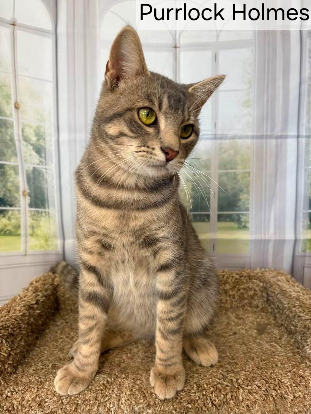 Enlarge Purrlock Holmes, a Adoptable Domestic Short Hair in Aurora, NE image 2/3