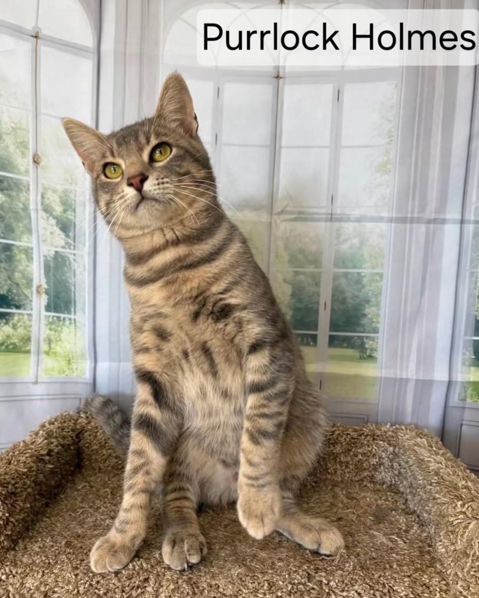Enlarge Purrlock Holmes, a Adoptable Domestic Short Hair in Aurora, NE image 3/3