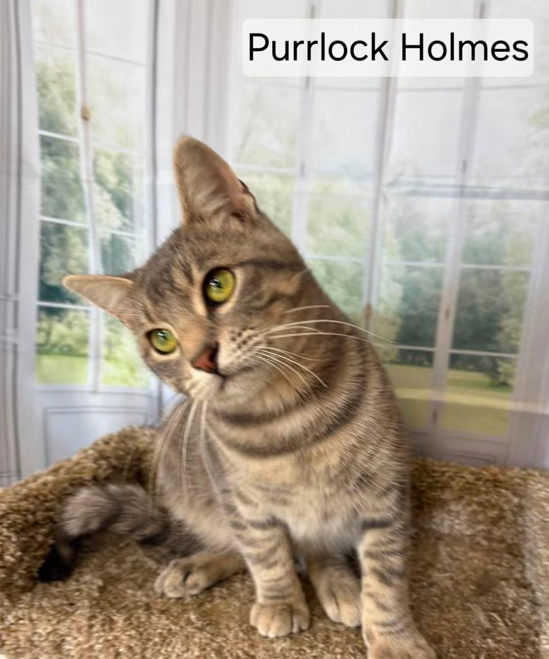 Enlarge Purrlock Holmes, a Adoptable Domestic Short Hair in Aurora, NE image 1/3