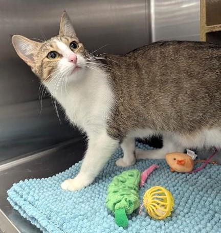 CAMILLE - BEAUTIFUL AFFECTIONATE YOUNG ADULT TABBY, ADOPTABLE, Adult Female Tabby & Domestic Short Hair.