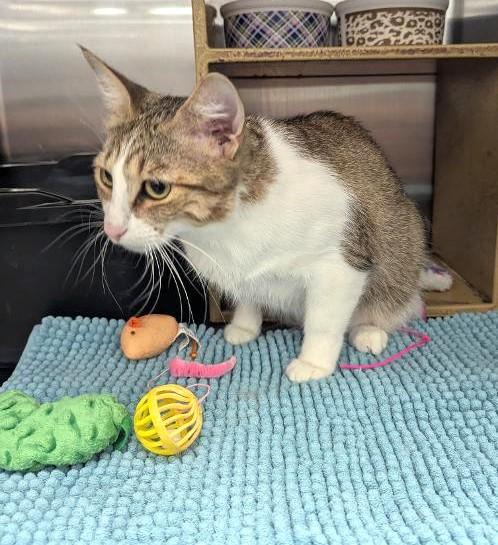 Enlarge CAMILLE - BEAUTIFUL AFFECTIONATE YOUNG ADULT TABBY, a ADOPTABLE mixed breed in Plano, TX image 2/6