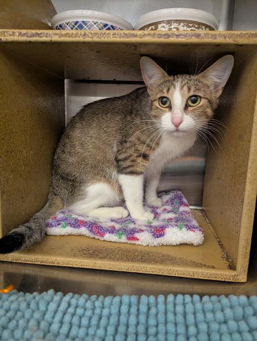Enlarge CAMILLE - BEAUTIFUL AFFECTIONATE YOUNG ADULT TABBY, a ADOPTABLE mixed breed in Plano, TX image 4/6