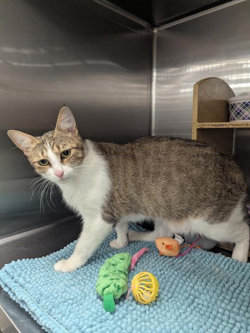 Enlarge CAMILLE - BEAUTIFUL AFFECTIONATE YOUNG ADULT TABBY, a ADOPTABLE mixed breed in Plano, TX image 5/6