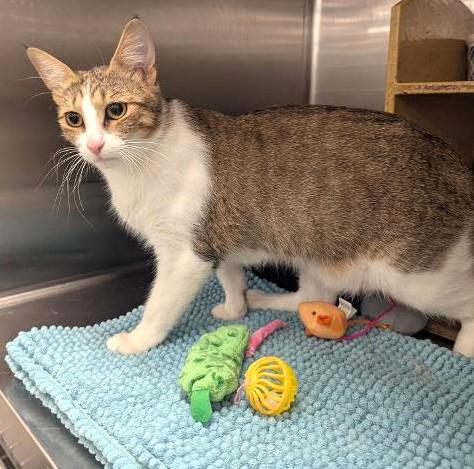 Enlarge CAMILLE - BEAUTIFUL AFFECTIONATE YOUNG ADULT TABBY, a ADOPTABLE mixed breed in Plano, TX image 3/6