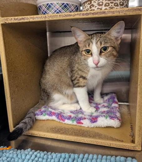 Enlarge CAMILLE - BEAUTIFUL AFFECTIONATE YOUNG ADULT TABBY, a ADOPTABLE mixed breed in Plano, TX image 6/6