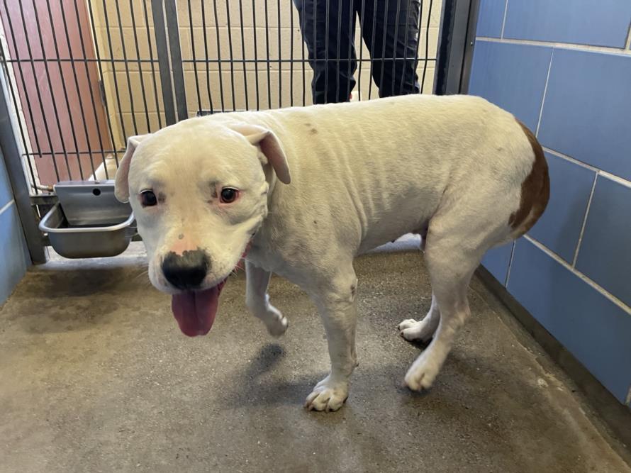 Enlarge PATIN, a Adoptable Pit Bull Terrier in Norco, CA image 1/1