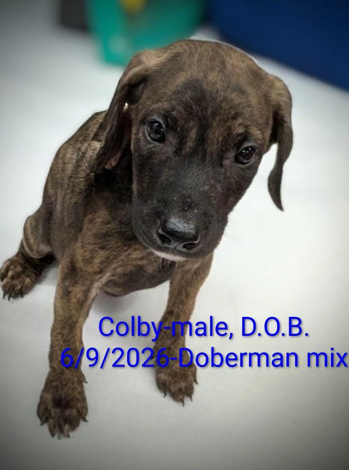 Colby, ADOPTABLE, Puppy Male Doberman Pinscher & Saint Bernard.