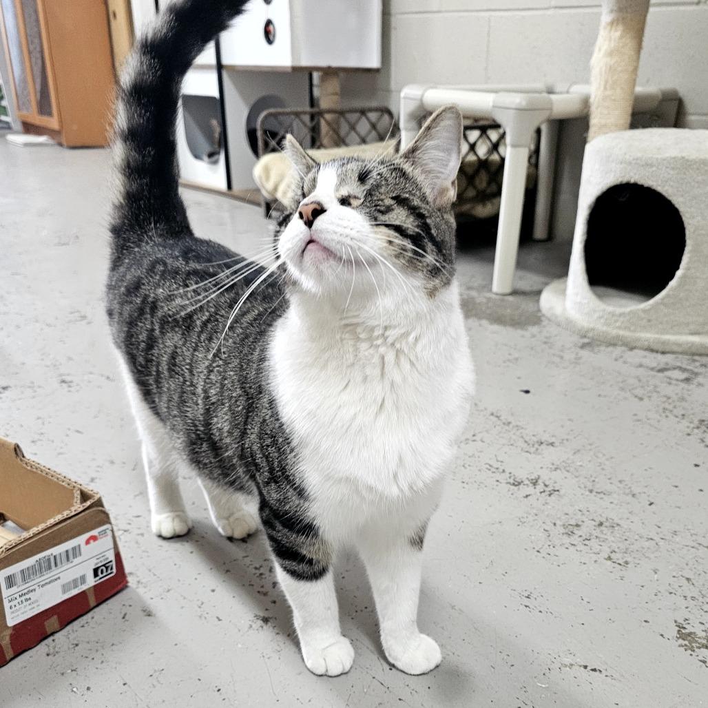 Enlarge Wonder, a Adoptable Domestic Short Hair in Laredo, TX image 1/2