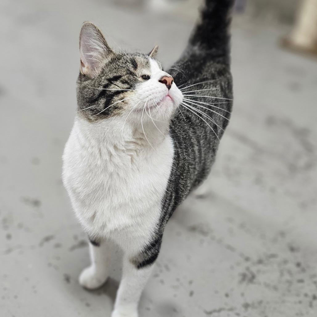 Enlarge Wonder, a Adoptable Domestic Short Hair in Laredo, TX image 2/2