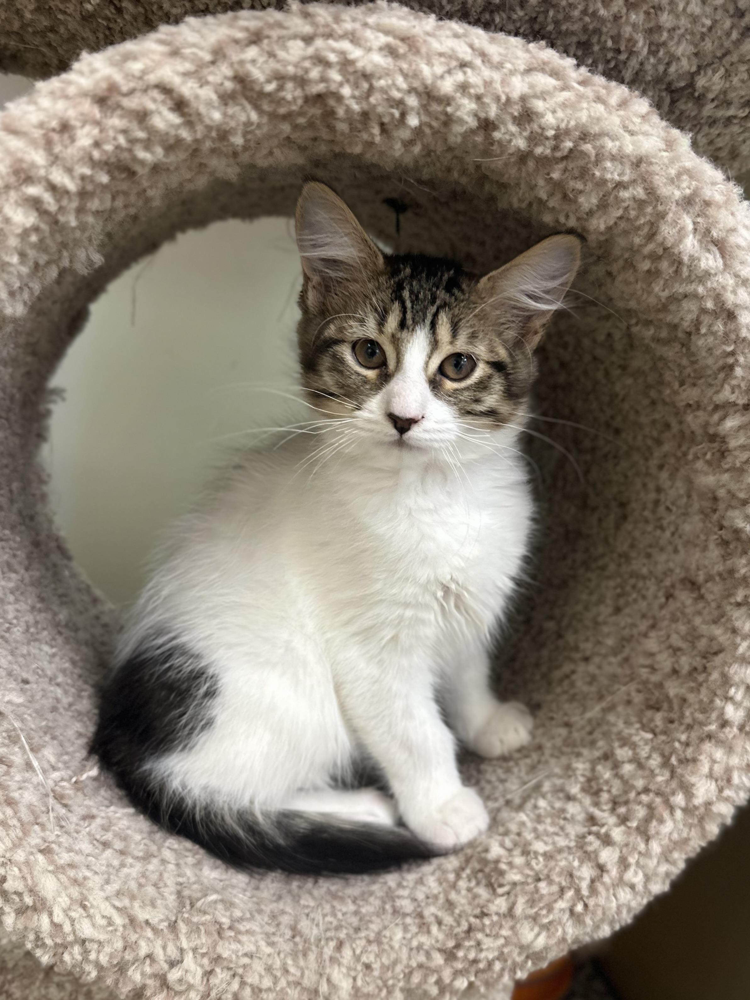 Lucy, Adoptable, Kitten Female Domestic Medium Hair.