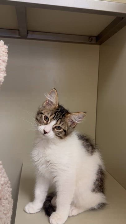 Enlarge Lucy, a Adoptable Domestic Medium Hair in Kerrville, TX video 3/3
