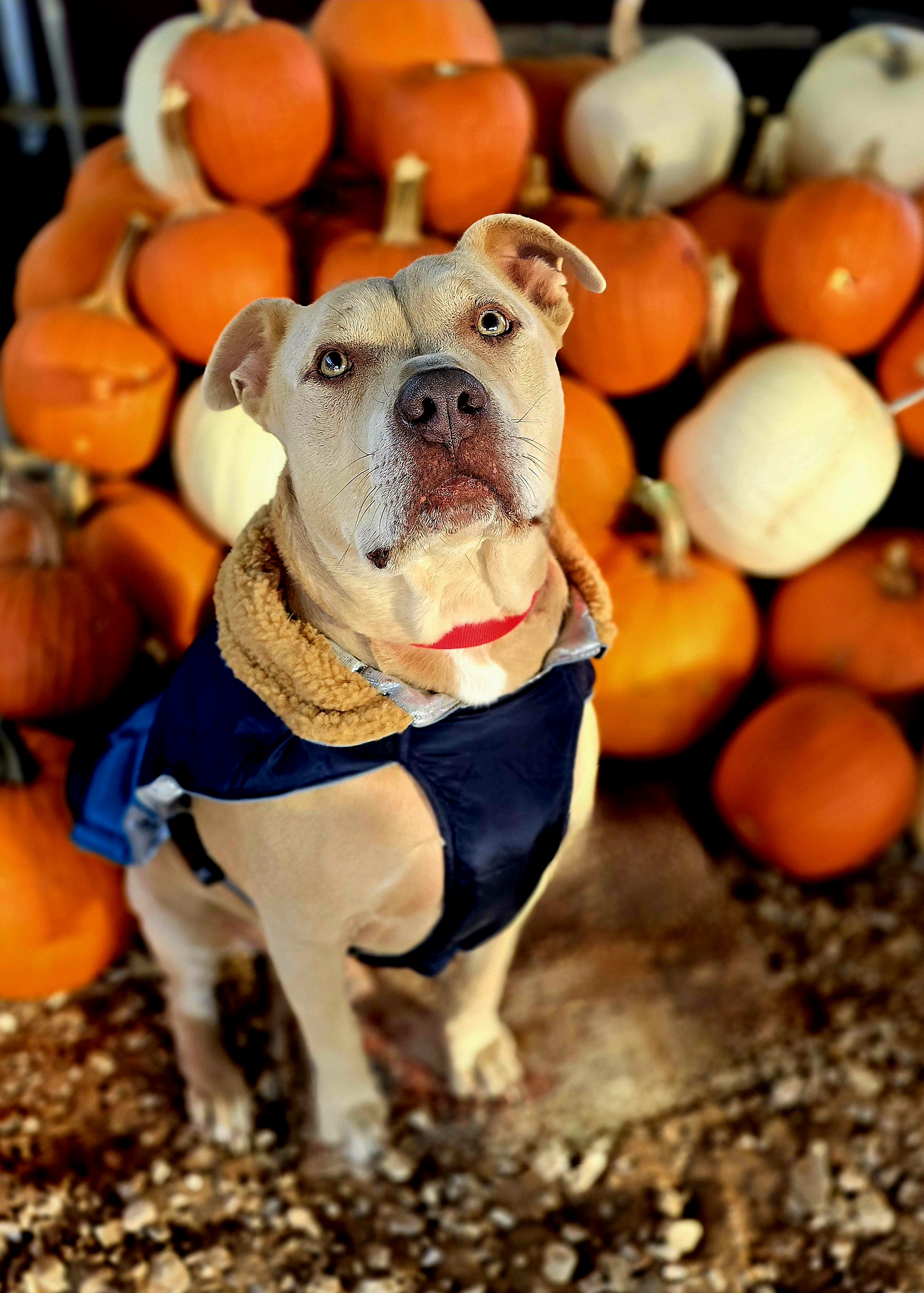 John Wayne, a Adoptable Pit Bull Terrier in Lubbock, TX image 1/3