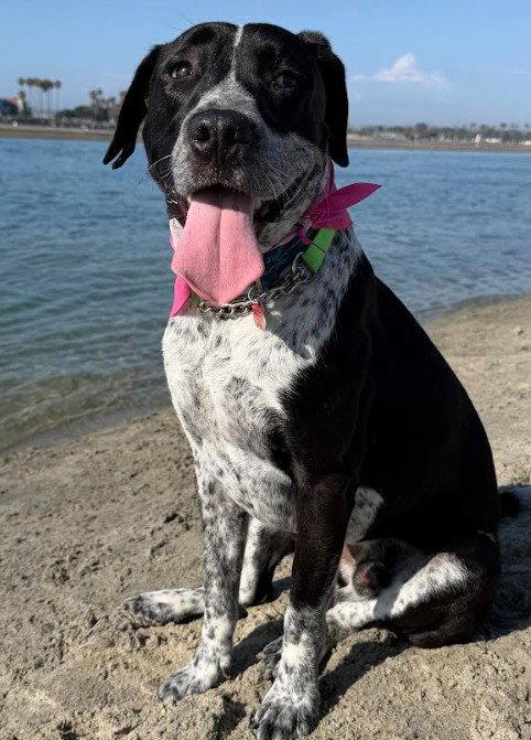Tucker, Adopted, Adult Male Pointer & Labrador Retriever.