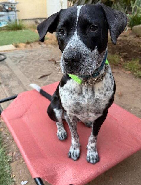 Tucker, a Adopted mixed breed in San Diego, CA image 2/3