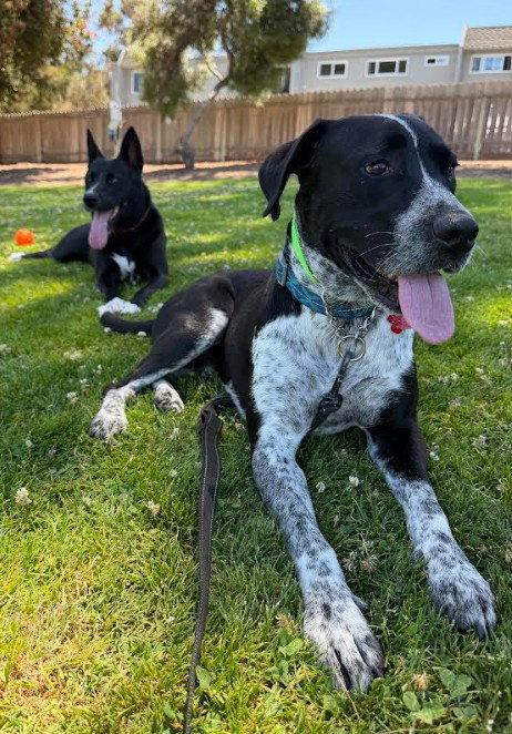Tucker, a Adopted mixed breed in San Diego, CA image 3/3