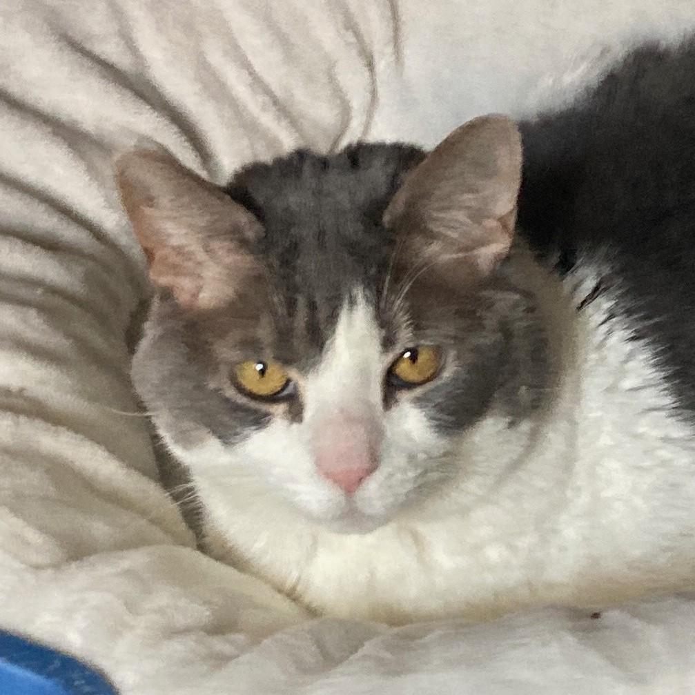 Babygirl, ADOPTABLE, Senior Female Domestic Short Hair.