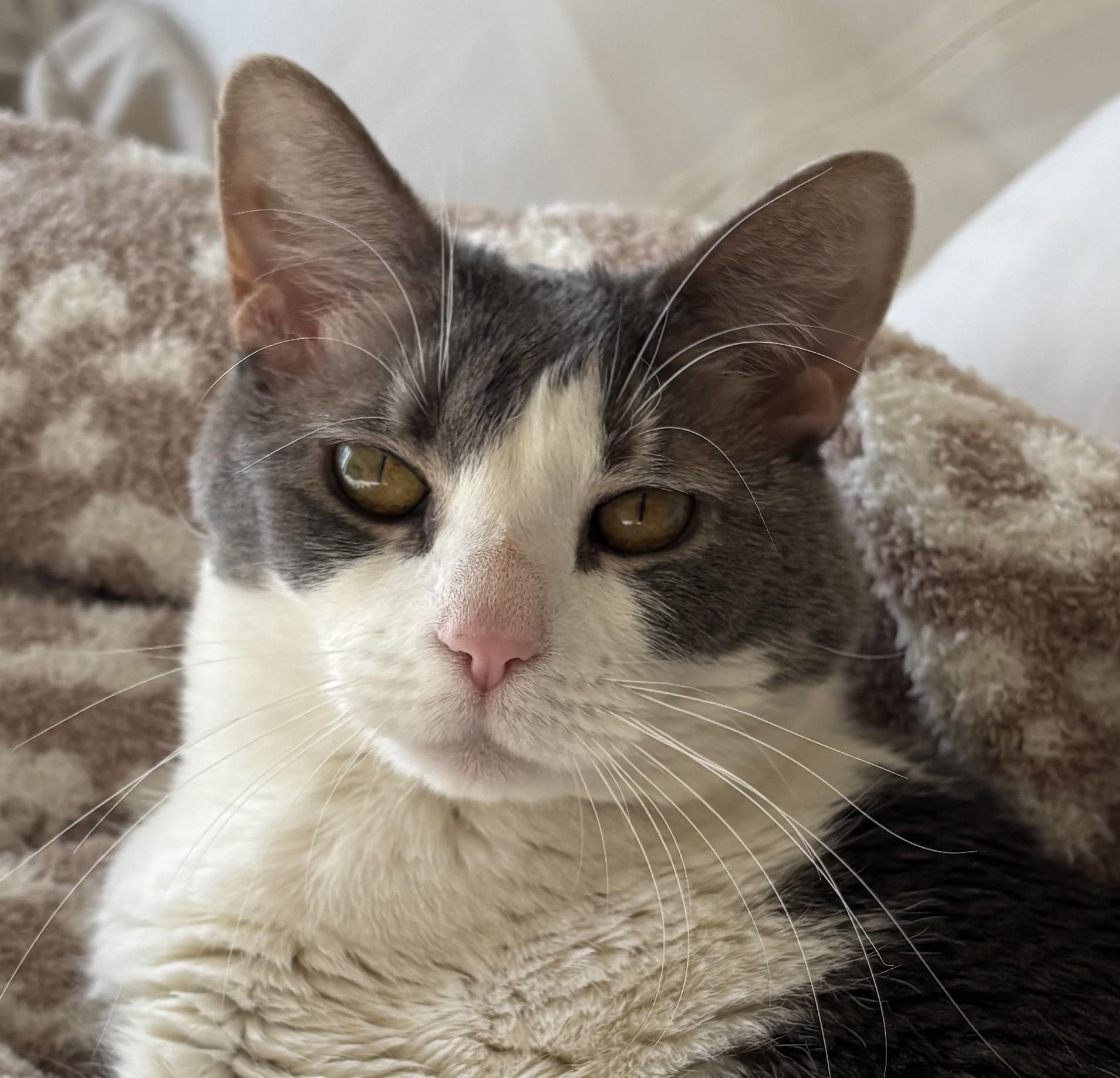 Babygirl, ADOPTABLE, Senior Female Domestic Short Hair.