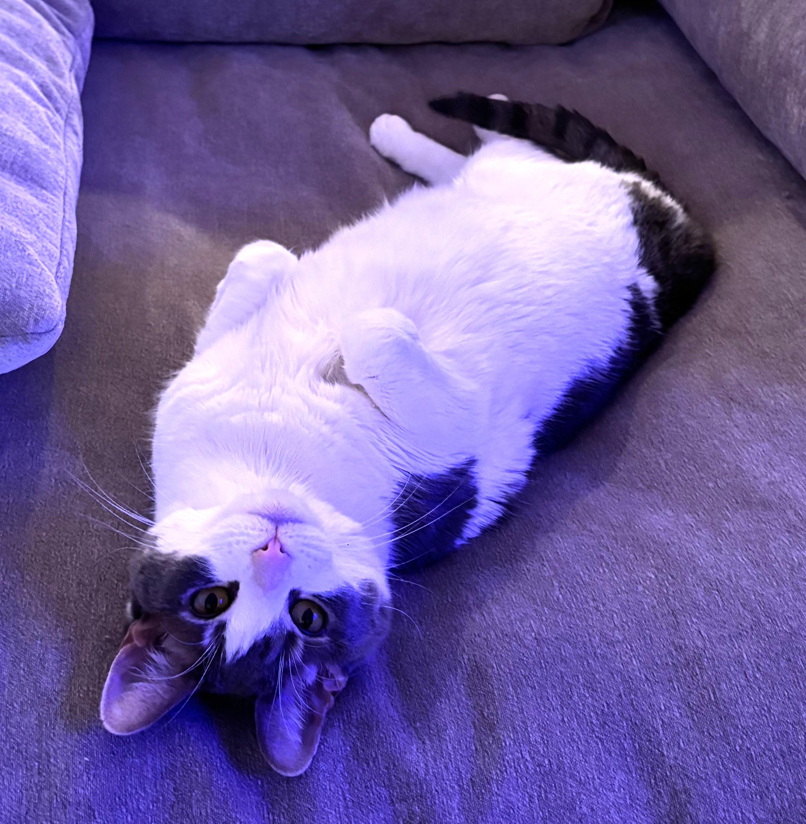 Babygirl, a ADOPTABLE mixed breed in Bridgeport, CT image 4/5