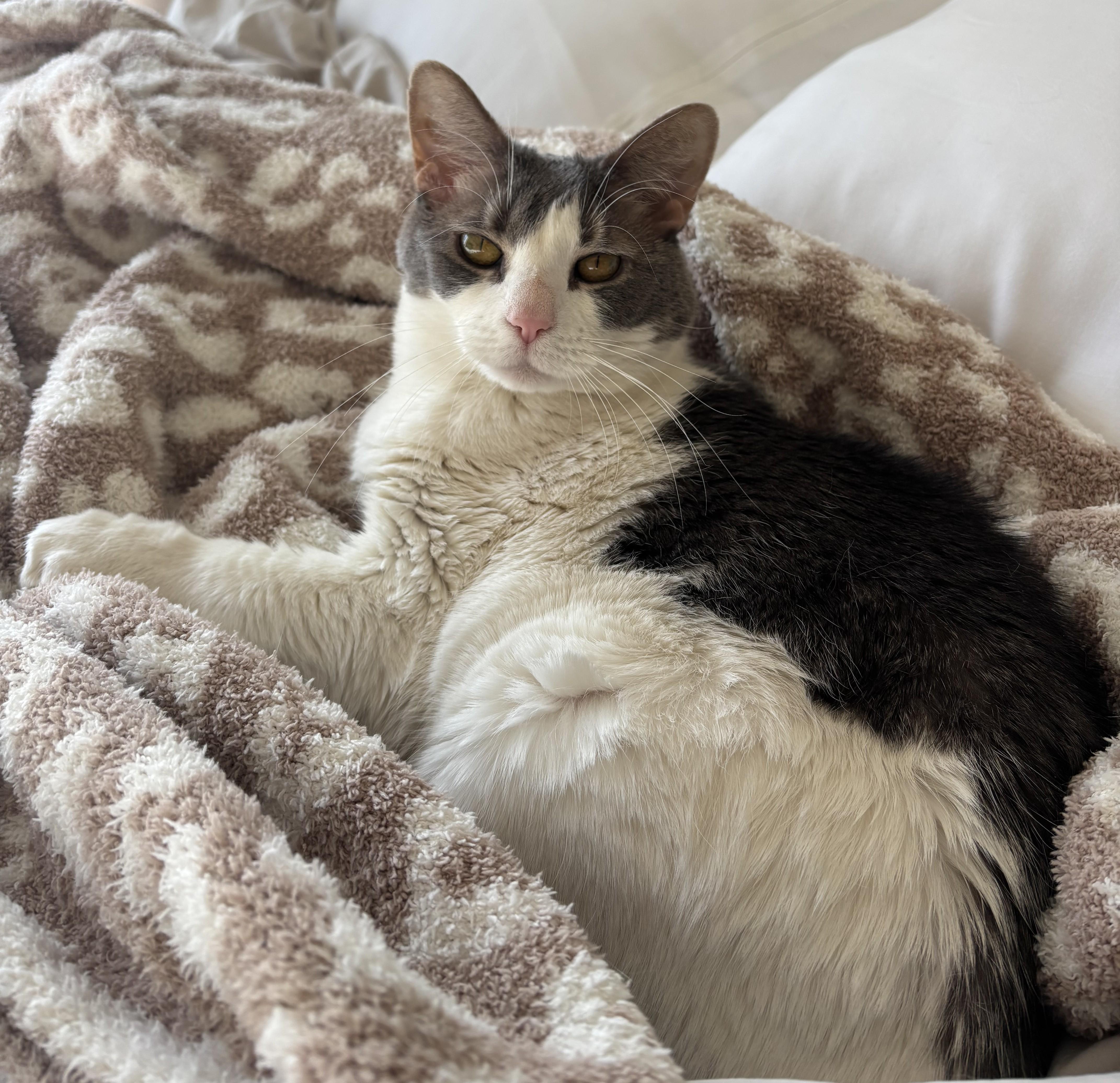 Babygirl, a ADOPTABLE mixed breed in Bridgeport, CT image 5/5