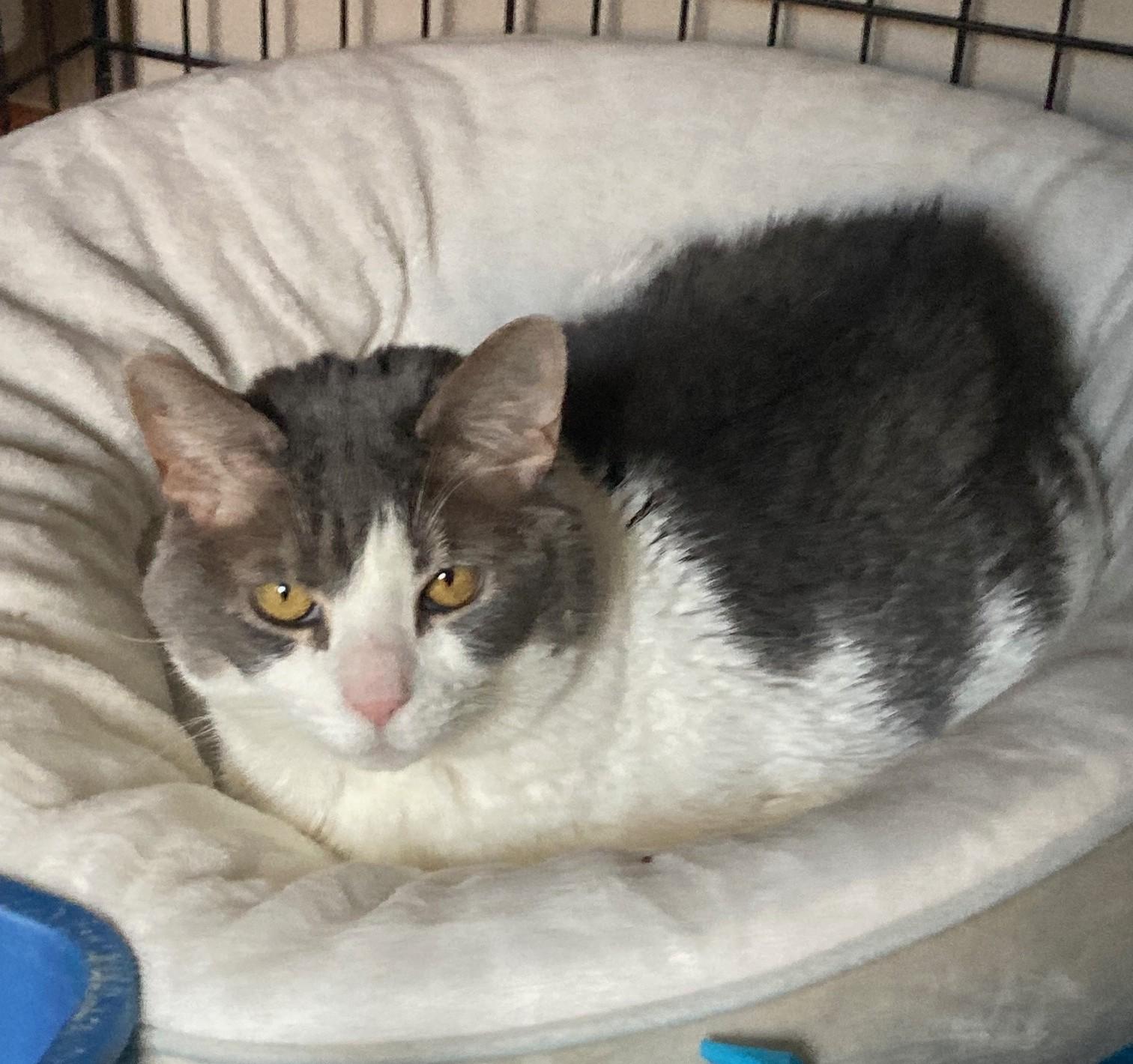 Babygirl, a ADOPTABLE mixed breed in Bridgeport, CT image 2/5