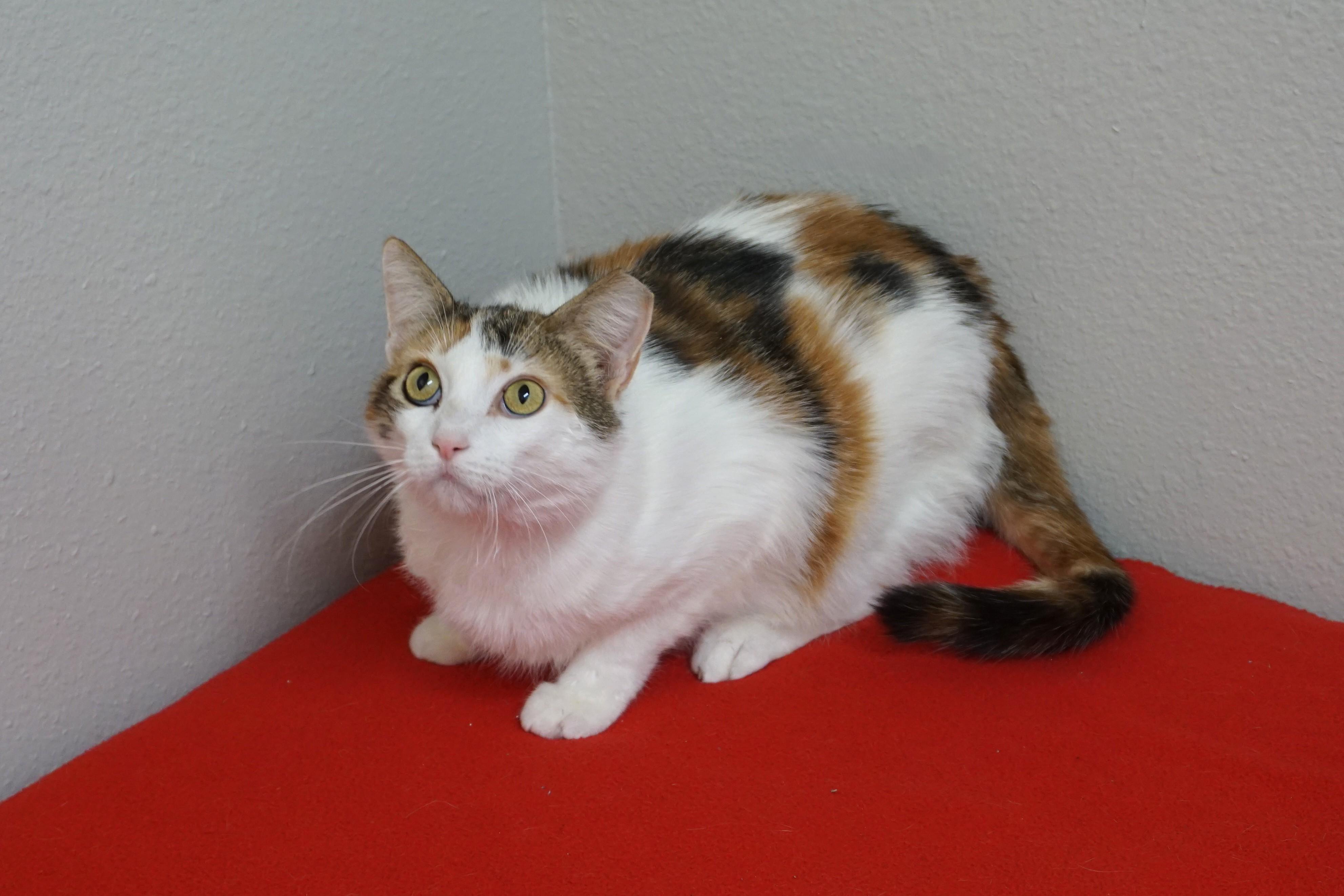 Enlarge Clawdia II, a ADOPTABLE Domestic Short Hair in Fountain Hills, AZ image 2/2