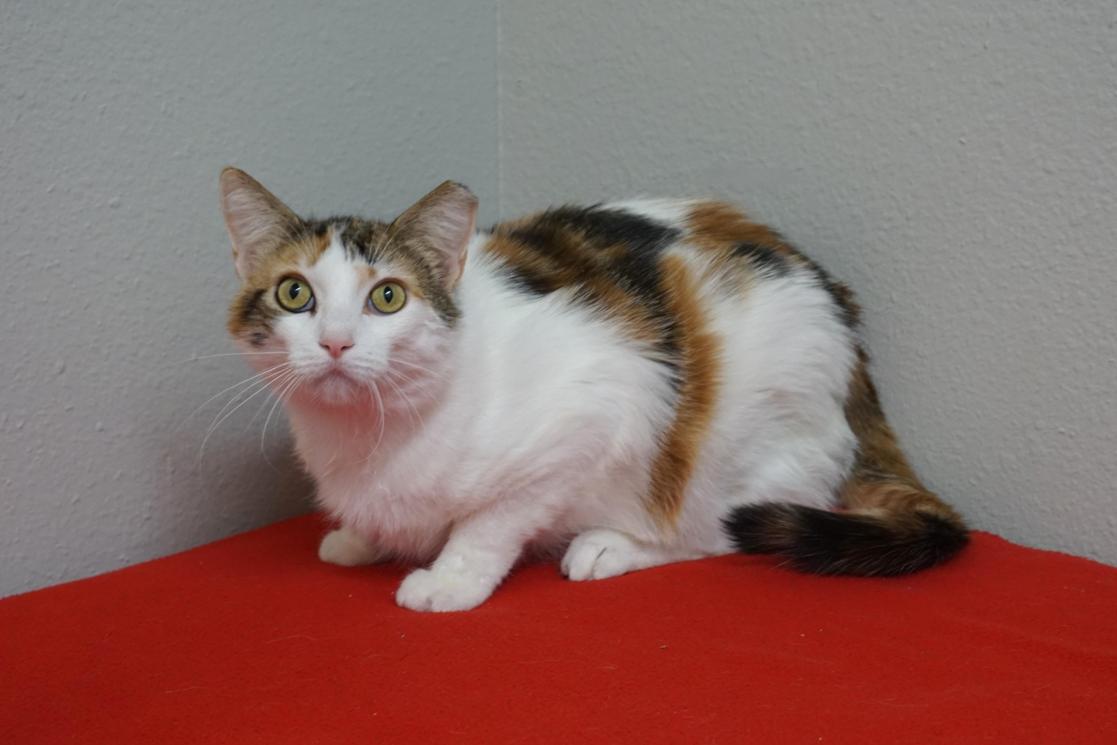 Enlarge Clawdia II, a ADOPTABLE Domestic Short Hair in Fountain Hills, AZ image 1/2