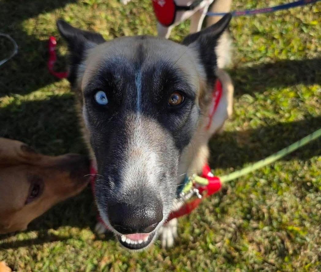 Jetta L, a Adoptable mixed breed in Chatham, VA image 1/3