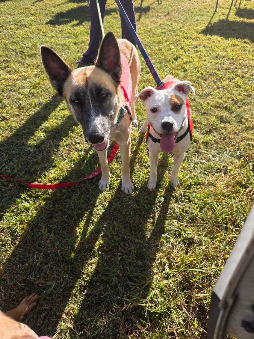 Jetta L, a Adoptable mixed breed in Chatham, VA image 2/3